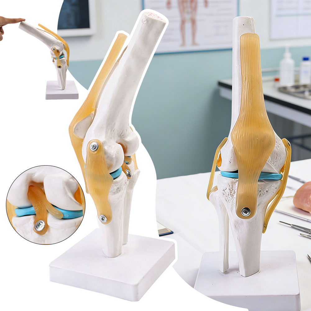 Anatomisches medizinisches Kni – Science Hobbyist Bewertung und Preis