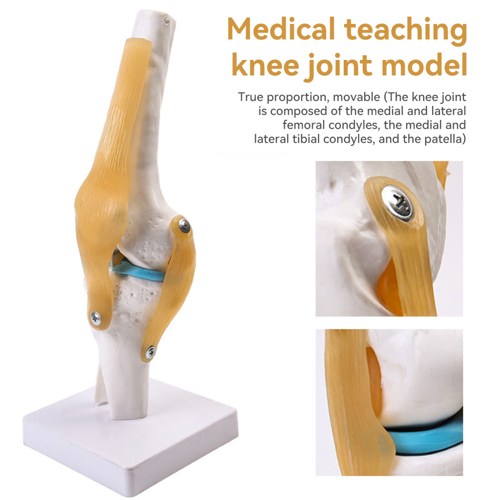 Anatomisches medizinisches Kni – Science Hobbyist Bewertung und Preis